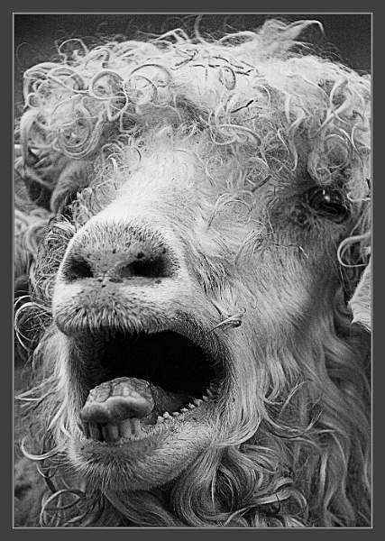 'Little Bo Who' - 02 mono - 04.09.12 081.jpg - Little Bo Who